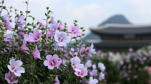 Blumen Koreas 🌺