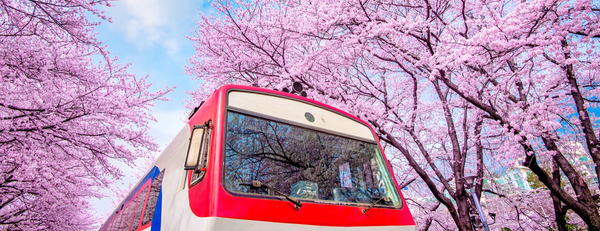 Kirschblüten in Jinhae-gu
